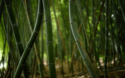 Comment j&rsquo;ai appris à accepter le changement facilement grâce à la sagesse du bambou