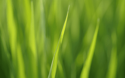 Comment j&rsquo;ai réussi à trouver le calme intérieur en observant un simple brin d&rsquo;herbe